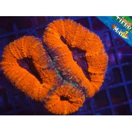 LOBOPHYLLIA ULTRA ORANGE RIM