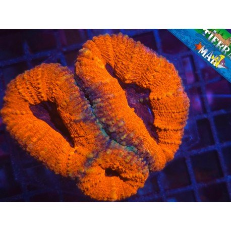 LOBOPHYLLIA ULTRA ORANGE RIM