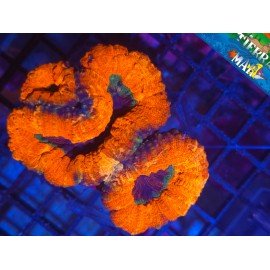 LOBOPHYLLIA ULTRA ORANGE RIM