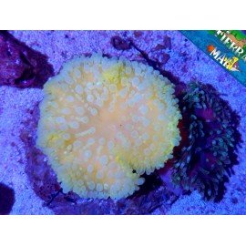 HETERACTIS MALU YELLOW S