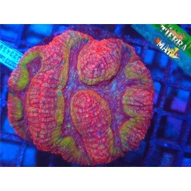 LOBOPHYLLIA RAINBOW XL 