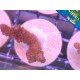 MILLEPORA PINK