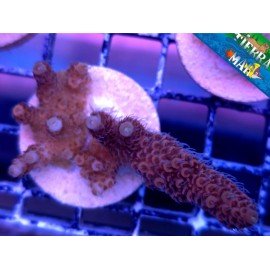 MILLEPORA RED