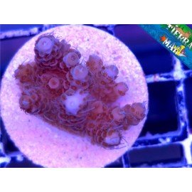 MILLEPORA RED