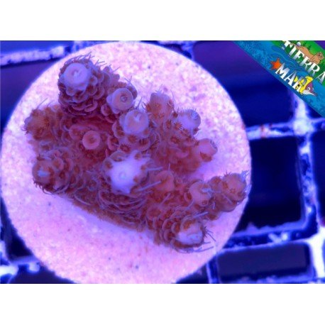 MILLEPORA RED