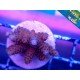 MILLEPORA RED