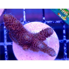 MILLEPORA RED