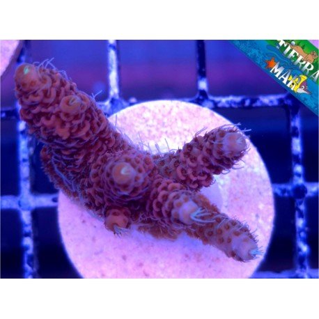 MILLEPORA RED