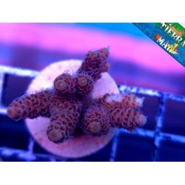 MILLEPORA RED