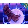 MILLEPORA RED