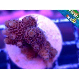 MILLEPORA RED