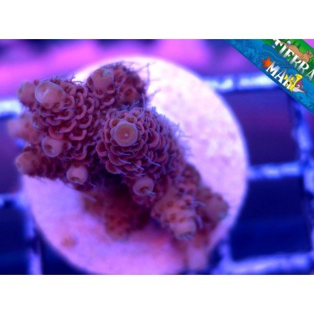 MILLEPORA RED