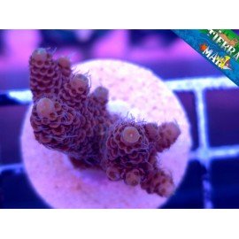 MILLEPORA RED