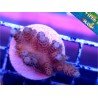 MILLEPORA RED