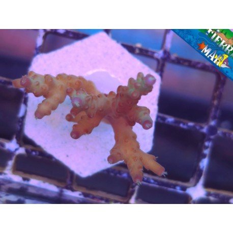 ACROPORA NANA