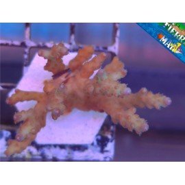 ACROPORA NANA