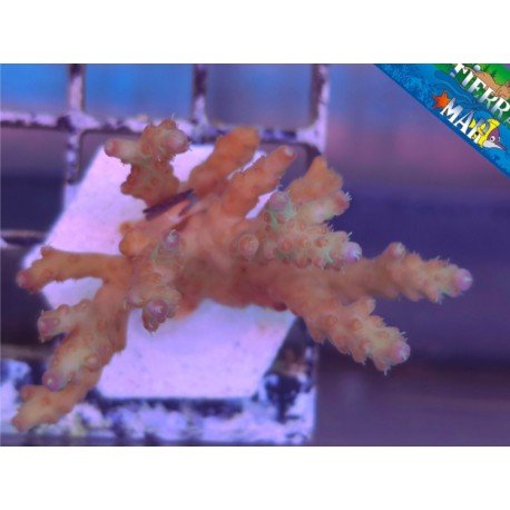 ACROPORA NANA