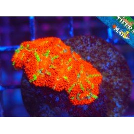 YELLOW RING ACANTHASTREA