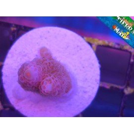 PINK PANTER MILLEPORA