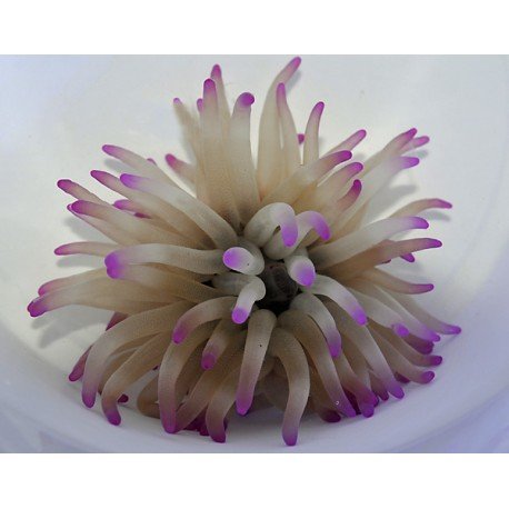 CONDYLACTIS, CANDY ANEMONE