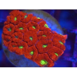 TOXIC EYE MICROMUSSA