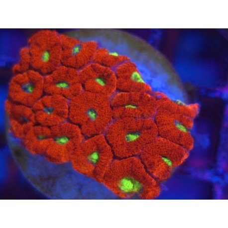 TOXIC EYE MICROMUSSA