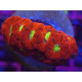 TOXIC EYE MICROMUSSA
