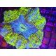 ACANTHOPHYLLIA ULTRA GRADE