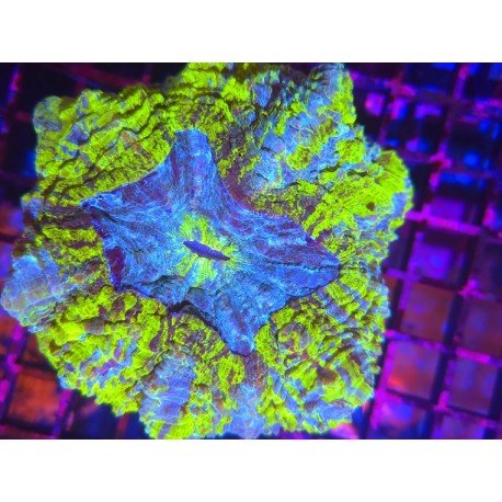 ACANTHOPHYLLIA ULTRA GRADE