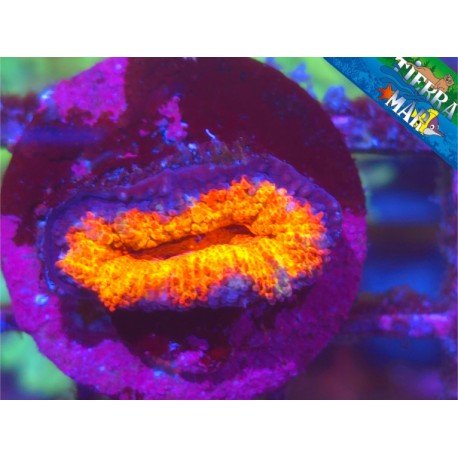 ACANTHASTREA LORDOWENSIS RAINBOW