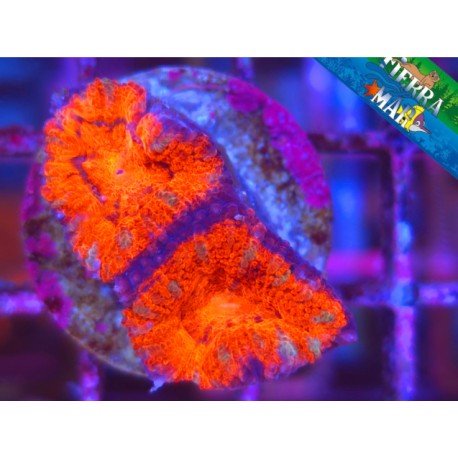 ACANTHASTREA LORDOWENSIS ULTRA