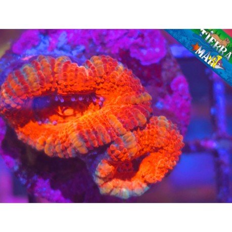 ACANTHASTREA LORDOWENSIS ULTRA