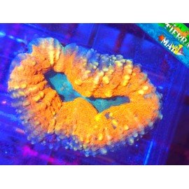 LOBOPHYLLIA ORANGE RIM