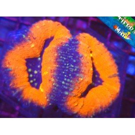 LOBOPHYLLIA ORANGE RIM 