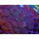 LOBOPHYLLIA ULTRA XL 