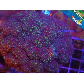 LOBOPHYLLIA ULTRA XL 