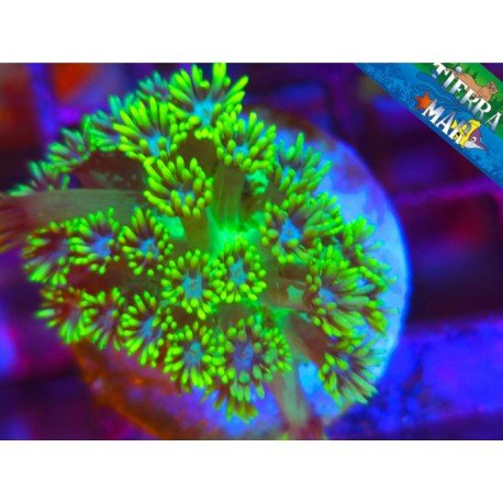 WWC ELECTRIFIED GONIOPORA