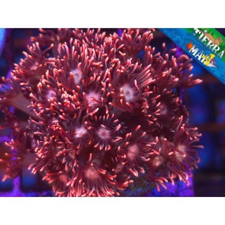 WWC FLAME TIP GONIOPORA