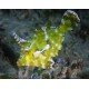 ACREICHTHYS TOMENTOSUS