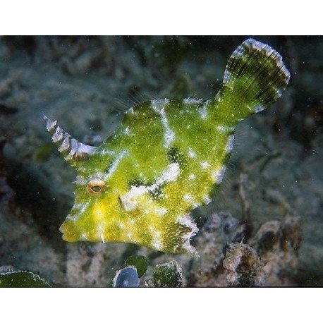 ACREICHTHYS TOMENTOSUS