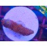 PINK BURNING POLYP MILLE