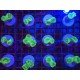 CAULASTREA HULK FRAG 2-3 HEADS