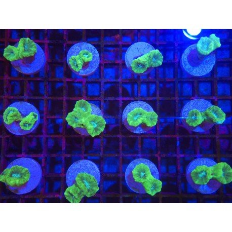 CAULASTREA HULK FRAG 2-3 HEADS