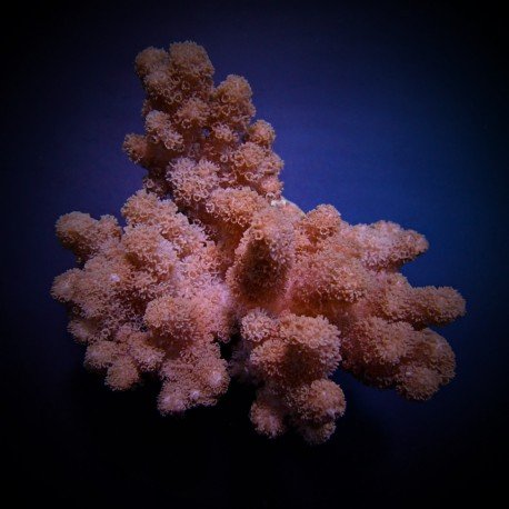 KLYSUM SP