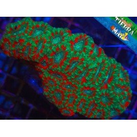 ACANTHASTREA ULTRA XL 
