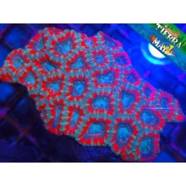 ACANTHASTREA ULTRA XL 