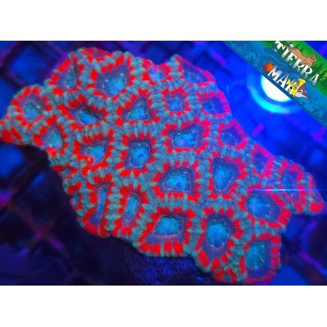 ACANTHASTREA ULTRA XL 