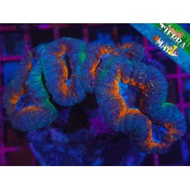 LOBOPHYLLIA CORIMBOSA L