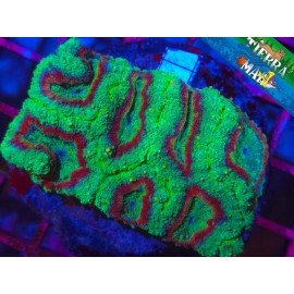 LOBOPHYLLIA FOREST FIRE