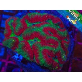 LOBOPHYLLIA FOREST FIRE XL